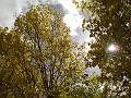 Autumn colours, creekside, Armidale DSC00664